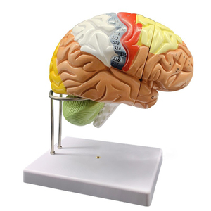 三维医学教学模型人体解剖脑模型展示 - Product Image 1