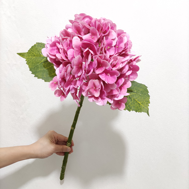 rosa 1