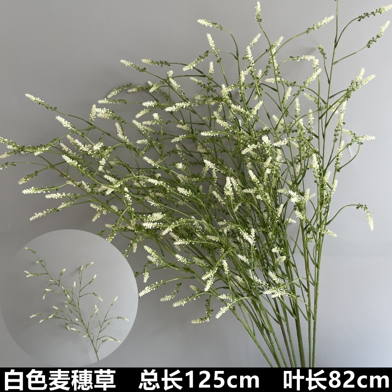 Herbe de blé blanche