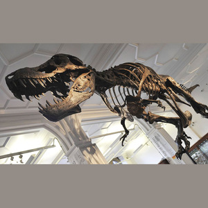 Fiberglass Trex Skeleton <strong>fossil</strong> Dinosaur Bone <strong>fossil</strong> for museum Display