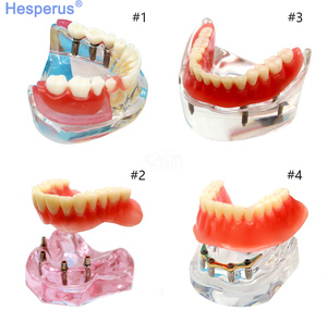 Natural Large Standard <strong>Tooth</strong> Model for Brushing Training and Practice Dental Model - Product Image 1