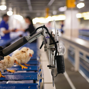 Özelleştirilebilir tohumlama fabrika otomatik Vaccination Debeak kırpma makinesi lazer şırınga 1 yıl garanti paslanmaz çelik - Product Image 4