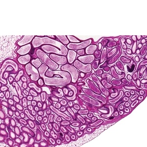 Von Menschen vorbereitete Histologie-Objektträger Hoden und Epidymis & Penis 6-teiliges Set - Product Image 1