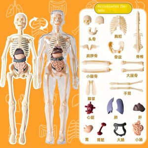 子供のSTEM認知科学教育玩具人体構造モデルパズル-科学 & 工学玩具 - Product Image 6