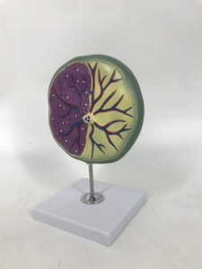 Plasenta modeli - Product Image 3