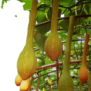 Red de enrejado PP Plantas trepadoras Red de soporte, Red de pepino - Product Image 1