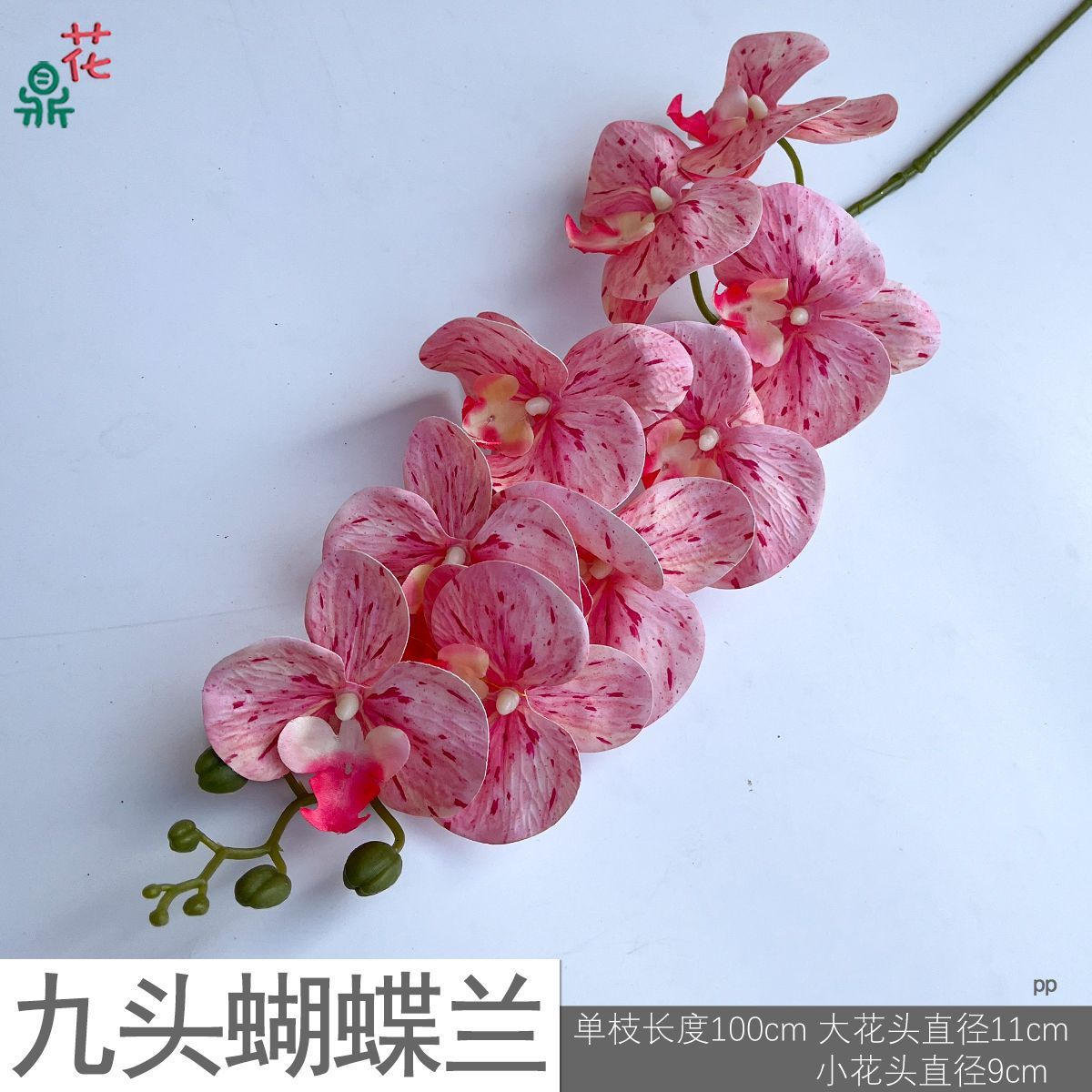 Orchidée Phalaenopsis à neuf têtes PP, Beauty Pink