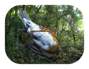 Für Fisch Teich Fang von Rotvogel Niebla für Vogelfang