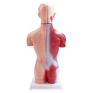 <strong>Human</strong> Body Anatomy Education Model Educational Science Kits of 42CM MINI <strong>Human</strong> Torso Model Medical Model Educational Equipment