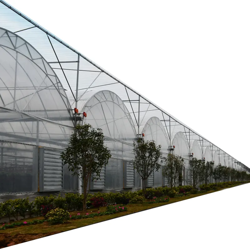 Invernadero de película multispan para cultivo de semillas de tomates, invernadero hidropónico a la venta