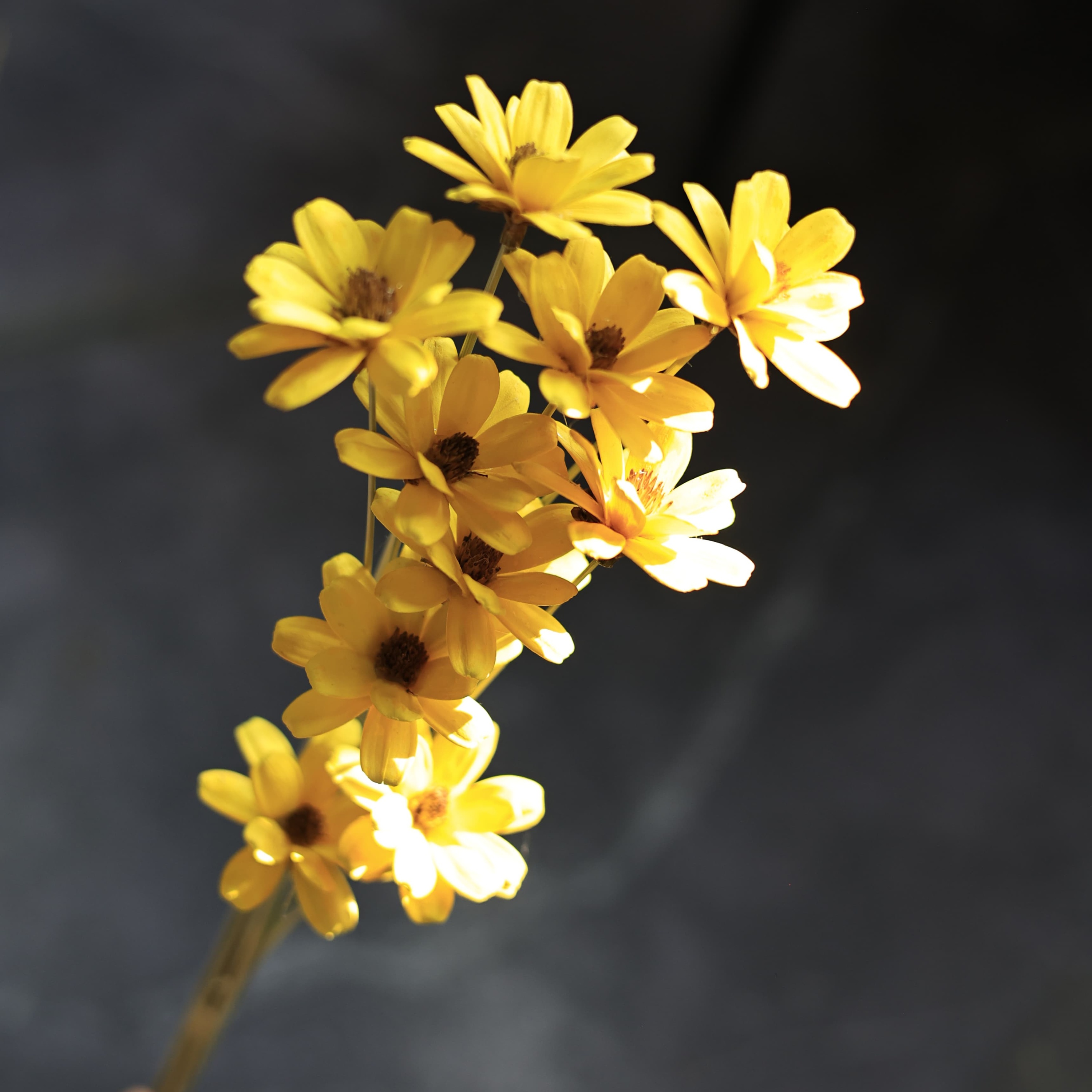 Giallo