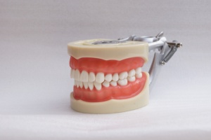32pcs <strong>Tooth</strong> Model Dental Teaching Model Student Preparation <strong>Tooth</strong> Soft Gum <strong>Fixed</strong> Screw Exam Model - Product Image 3