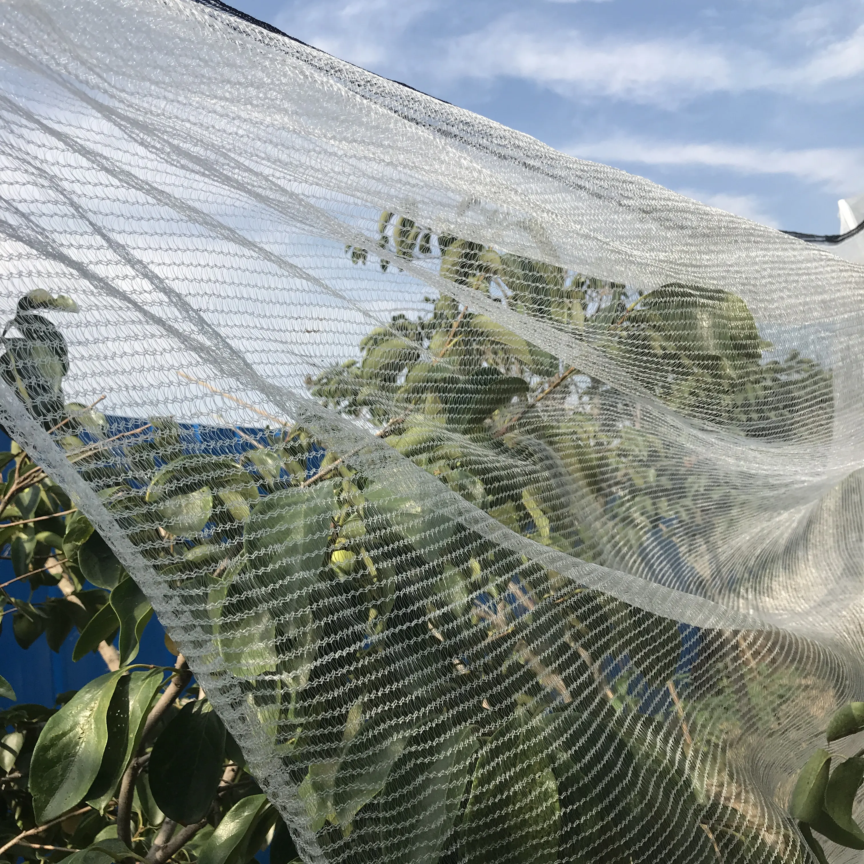 Red antigranizo, red de protección contra granizo para plantaciones de frutas Manzano