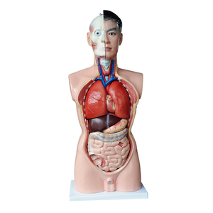 85CM Torso Model 3d <strong>Human</strong> Anatomy Torso Model Biological Medical Model - Product Image 2