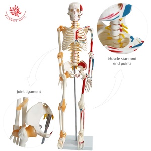 85cm insan anatomik iskelet modeli FRT011 bir tarafı bağ modeli insan bir tarafı kas modeli - Product Image 2