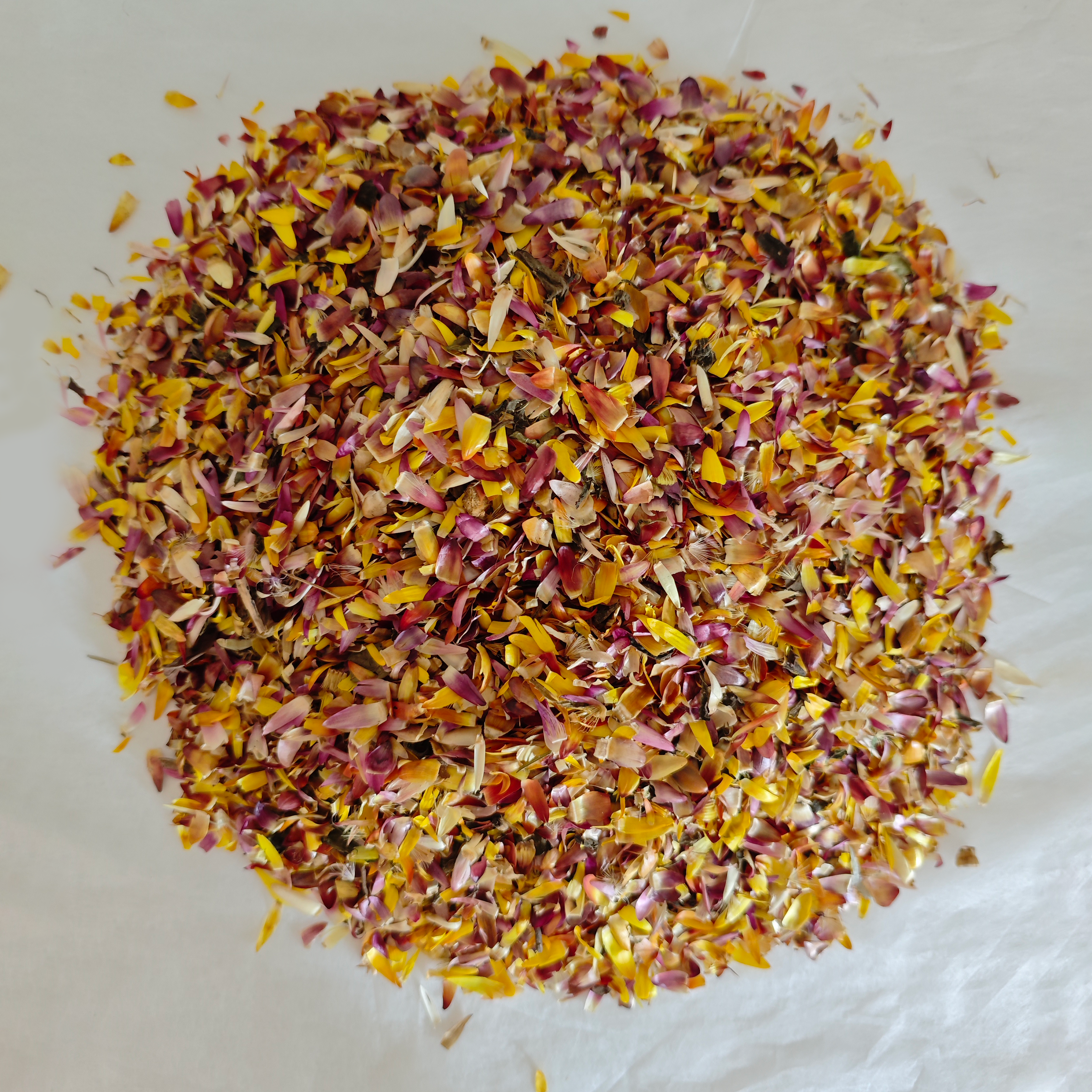 Pétales de chrysanthème arc-en-ciel