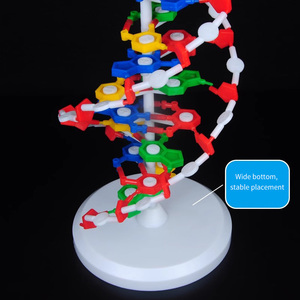 2025 nuevo modelo de ADN KRC/modelo biológico enseñanza médica modelo de estructura de ADN de doble hélice biológica - Product Image 4