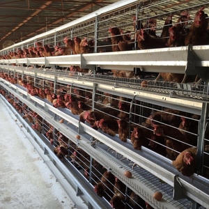 Büyük yumurta döşeme işlemleri için fabrika toptan H tipi katman pil tavuk kafesi - Product Image 5