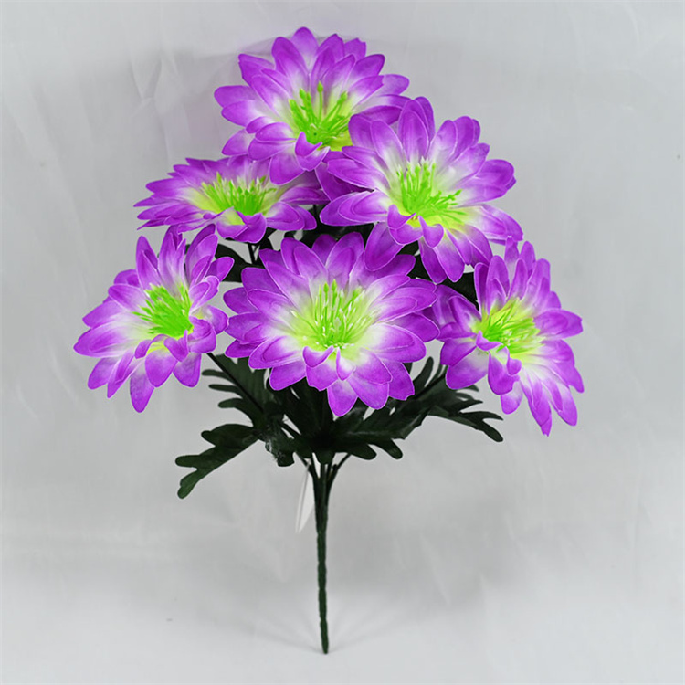Viola