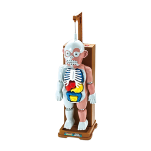 Çocuk 4D insan organları bebek kiti DIY montaj bilim seti çocuklar için öğrenme için çıkarılabilir oyuncak plastik aydınlanma modeli - Product Image 2