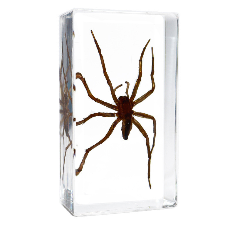 Araignée fleur blanche