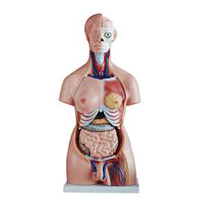 ADA tıbbi Hermaphrodite insan kafası, boyun, torso modeli 33 parça ve insan kafası, boyun ve torso modeli 40 parça - Product Image 5
