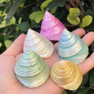 Satılık dekoratif doğal deniz kabuğu kabuklu kabukları spiral kabuk - Product Image 4