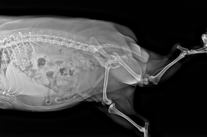 MT Vet CT Scanner mri hệ thống y tế tính toán chụp Cắt Lớp bệnh nhân Pet CT radiology thiết bị - Product Image 5