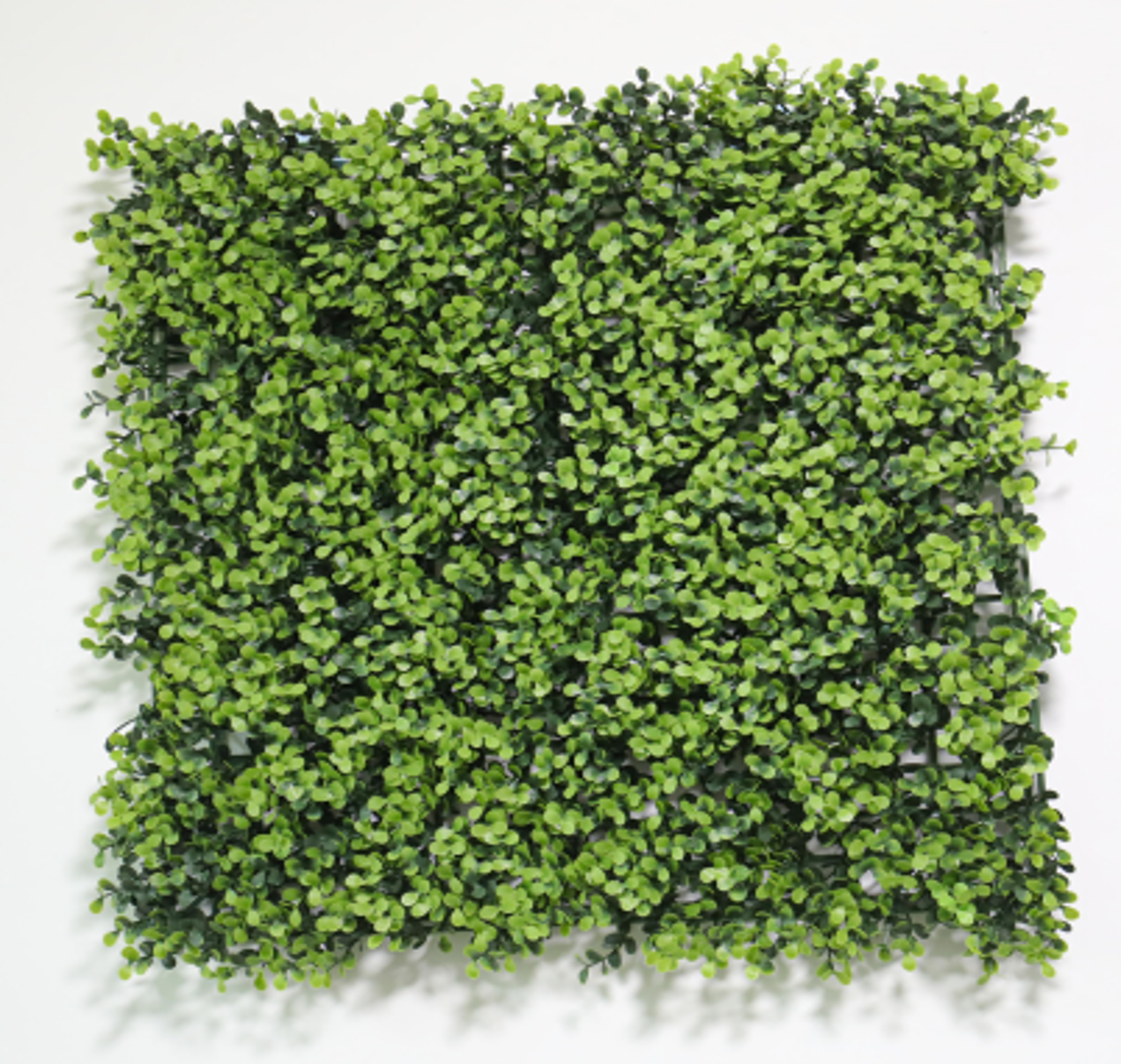 Herbe pécuniaire