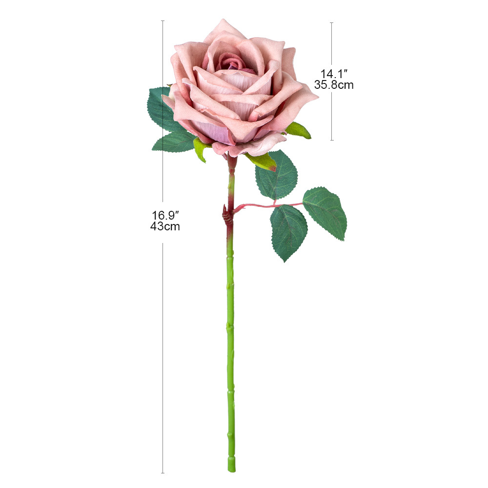 Rosa viola