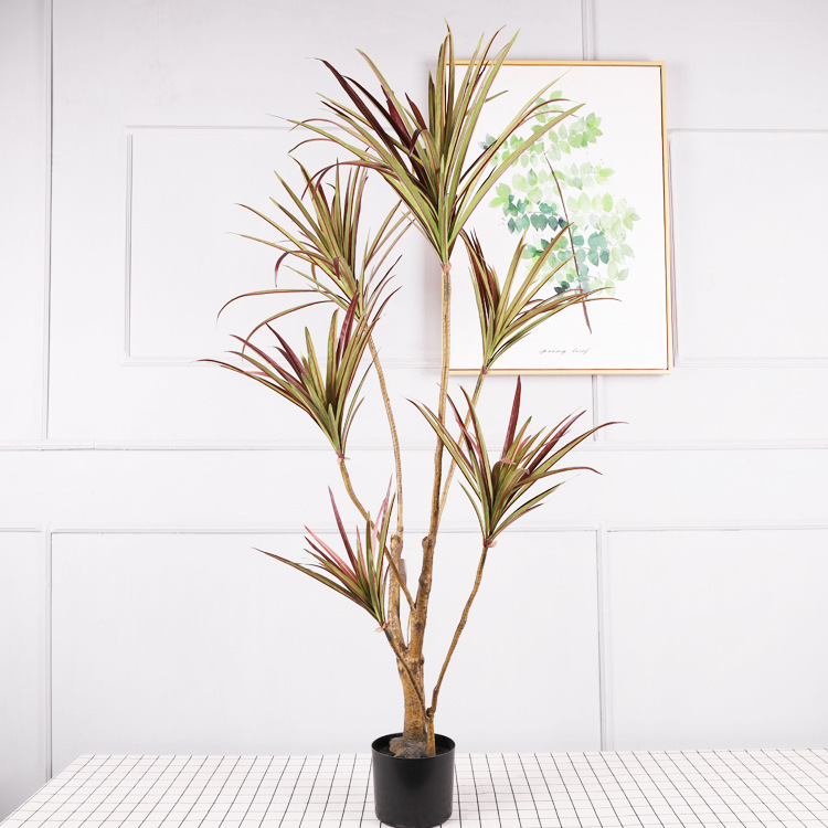 Cycas de 1,20 mètre avec des feuilles rouges.
