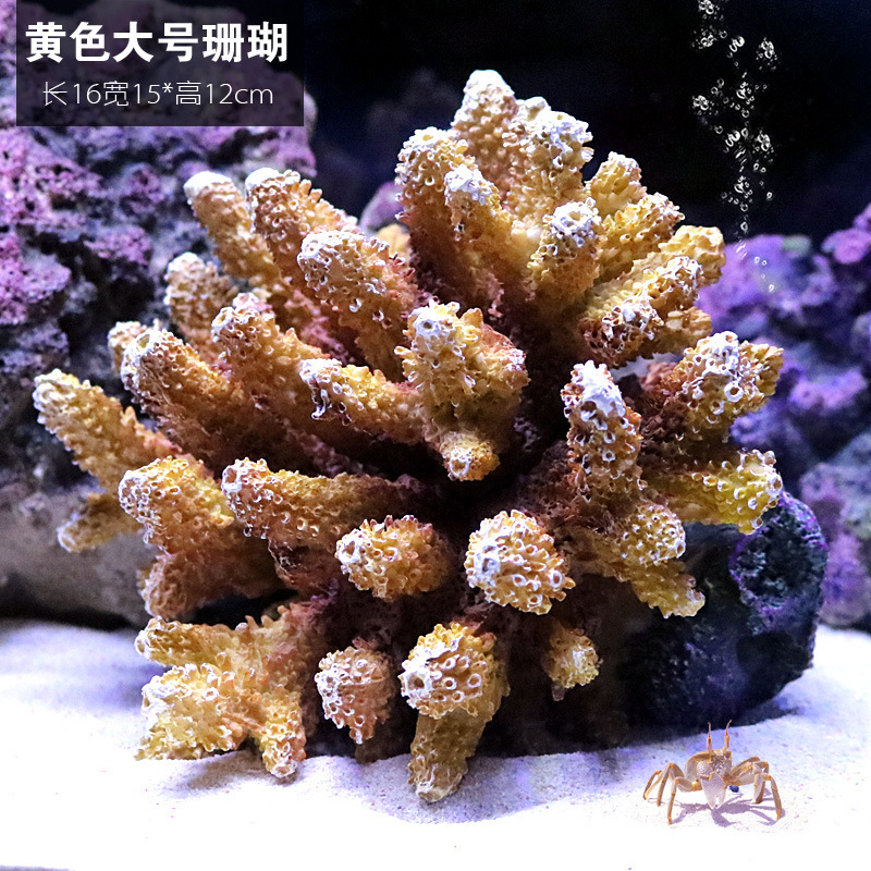 Yellow large coral