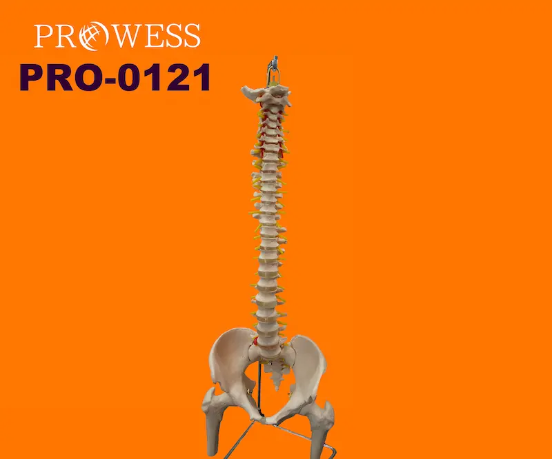 Esqueleto humano para adultos, simulación de columna Vertebral, tamaño real, Pelvis, huesos de media pierna, modelo anatómico, PRO-0121