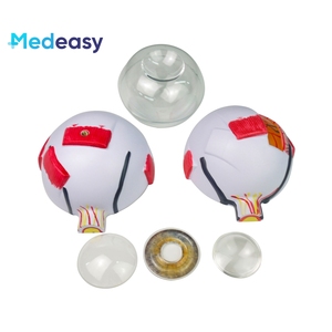 İnsan gözü modeli 6x büyütülmüş göz küresi modeli, göz yapısı ve anatomisi model beyin - Product Image 6