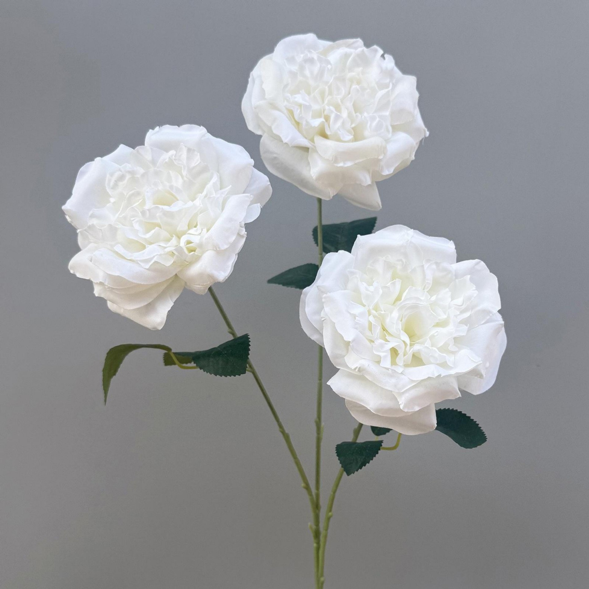 Ivoire 76cm