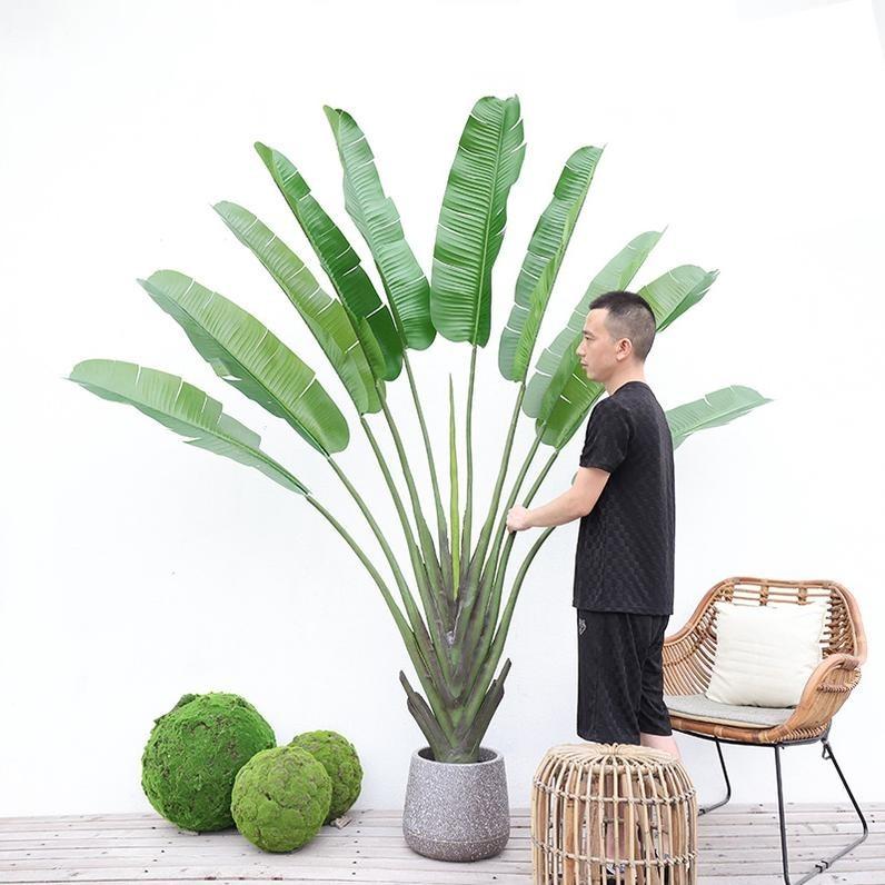 Oiseau de paradis Overlord 220 cm + GRAND pot en plastique à fond rond