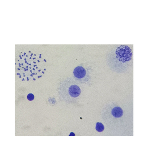 Normal insanın kromozomu. Slaytlar kadın erkek kromozom mikroskop genetik slaytlar DNA kromozomlar eğitim slaytlar - Product Image 6