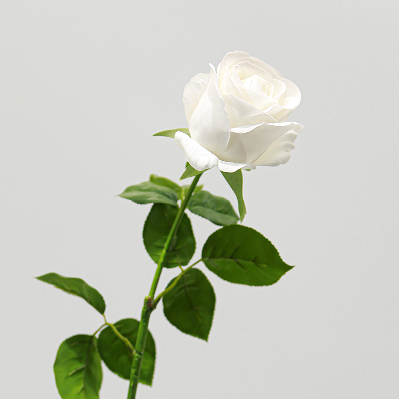 Vénus blanche