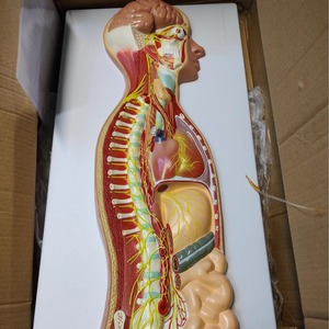 İnsan otonom sinir sistemi kabartma modeli tıbbi siniroloji öğretimi için PVC sempatik sinir anatomisi modeli - Product Image 6