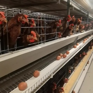 高品质自动蛋层电池养鸡场蛋鸡笼新型钢粪带家兔畜笼待售 - Product Image 4