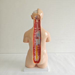 25 Parts <strong>Human</strong> Torso Anatomical Model Bisexual Torso Open <strong>Back</strong> Torso Anatomy Model - Product Image 4
