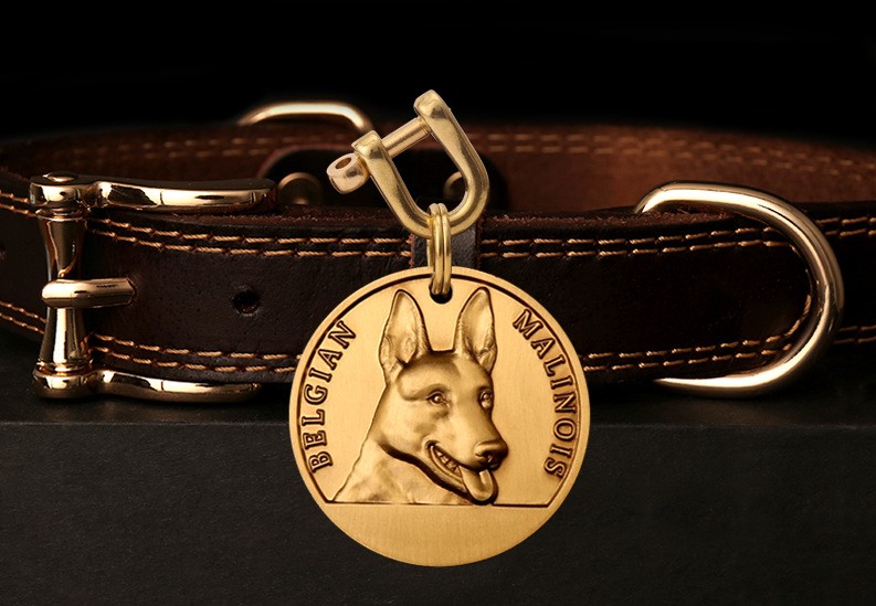 Malinois belge