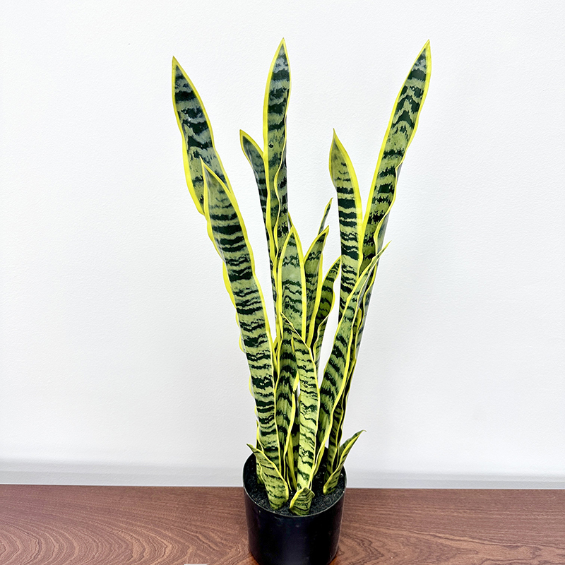 80cm lirio Tigre