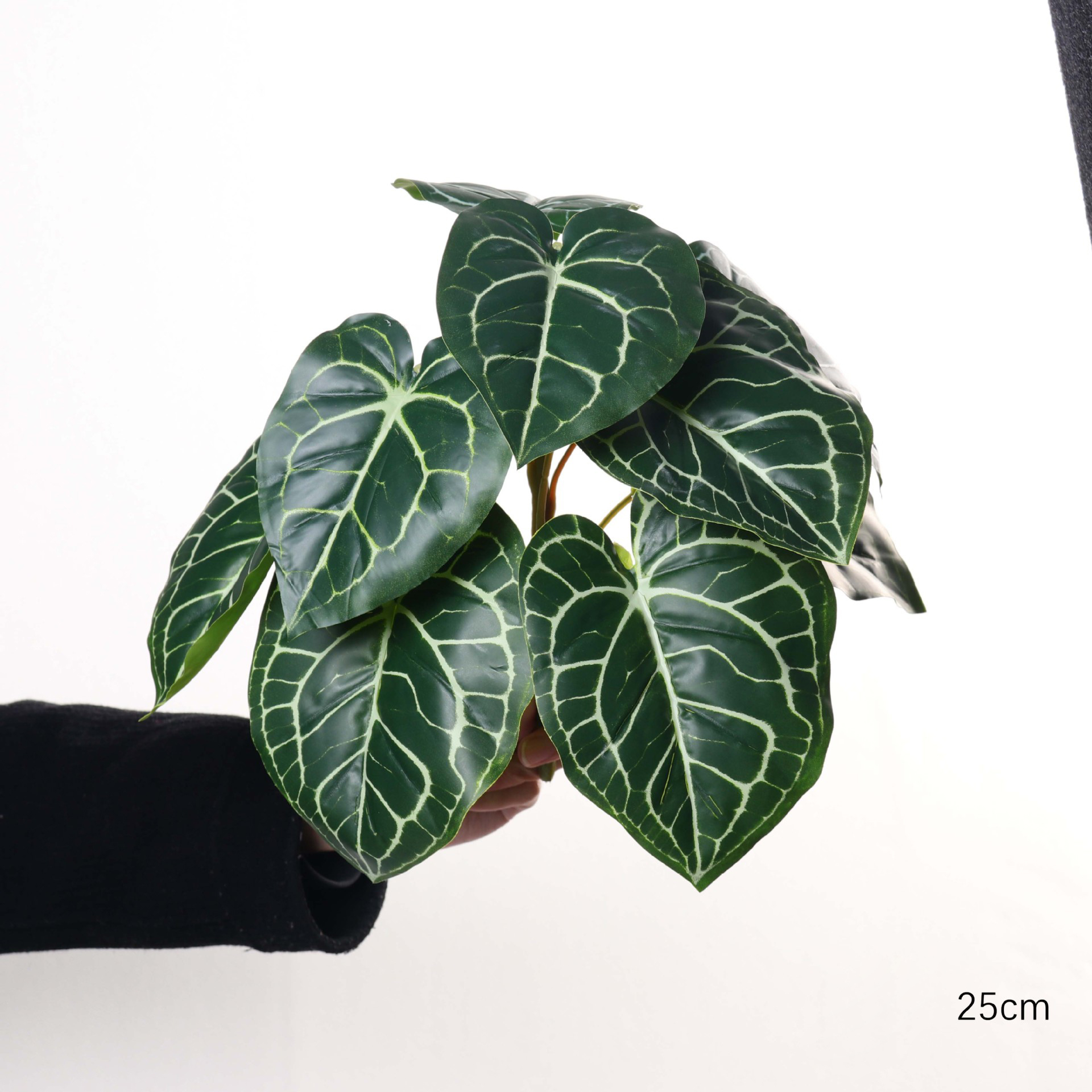 25cm Large 9-Leaf Variegated Caladium