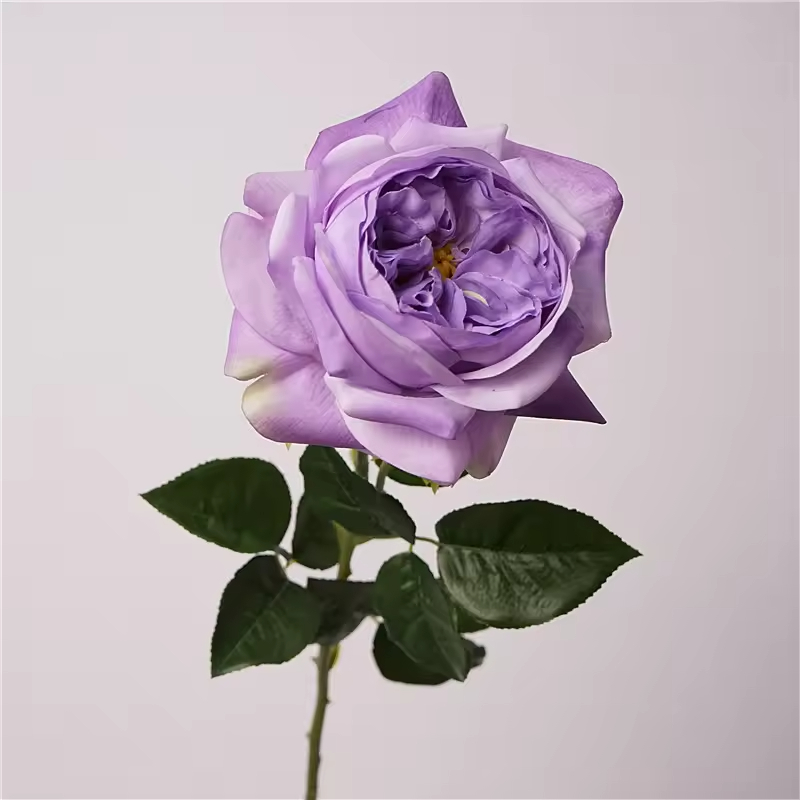 Pourpre