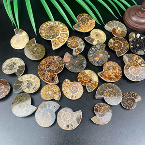 Fósiles de concha de piedra cruda Natural recién llegados, fósiles de amonita de rebanada brillante pulida para decoración del hogar - Product Image 1