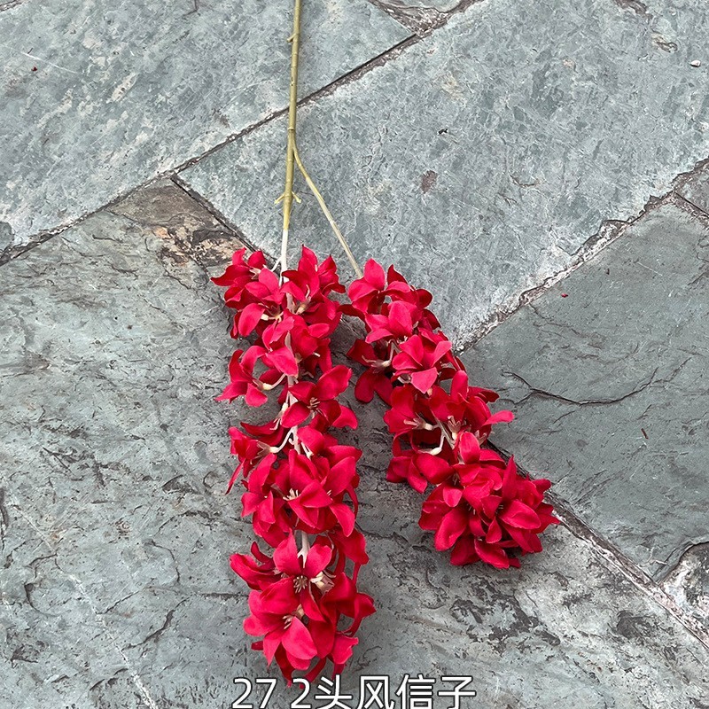 13# Hyacinthe rouge, 272 têtes