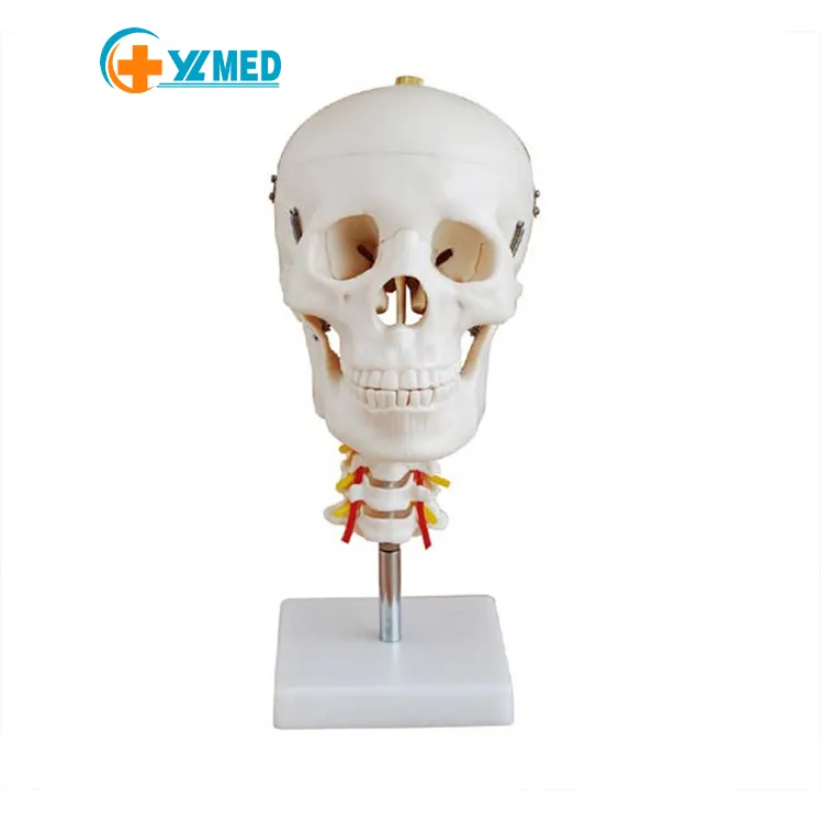 Modelo de calavera para enseñanza, 1 a 1, esqueleto humano Oral, esqueleto removible