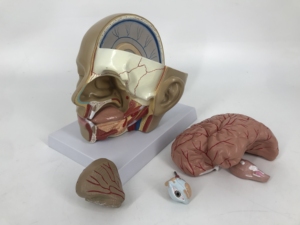 Testa con il modello del cervello - Product Image 2