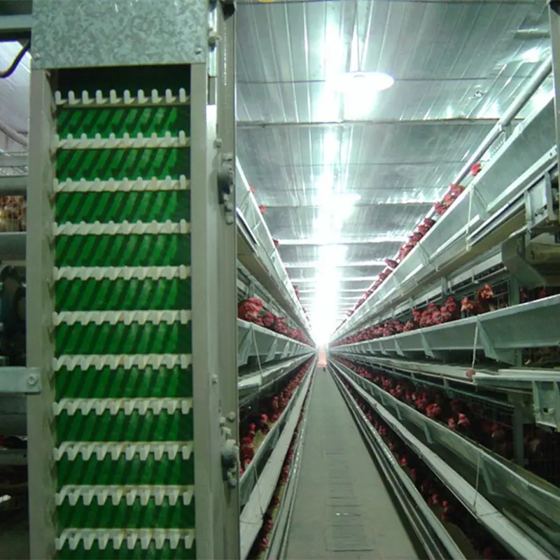 H Type Poultry Layer Chicken Cage Rearing Equipment For Chicken Farm